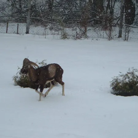 Pensión Vadrozsa Vendeghaz Kishuta